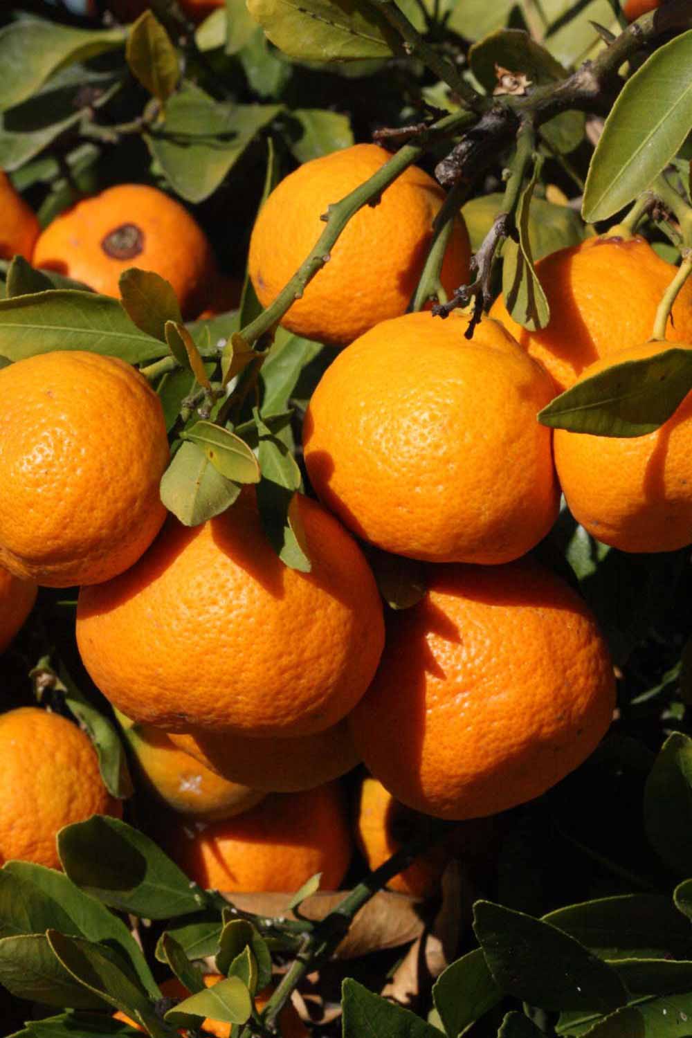              Fruit (Riverside, CA)       